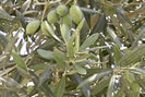 olivier-une.jpg