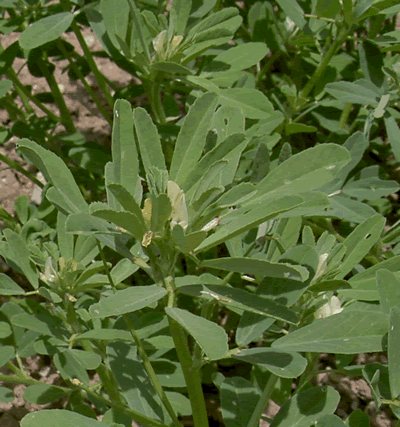 Chá de Feno Grego - Flora Medicinal