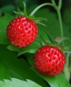 Smoothie de frutas vermelhas (berries) uso