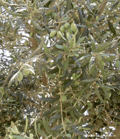 Chá de folhas de oliveira uso
