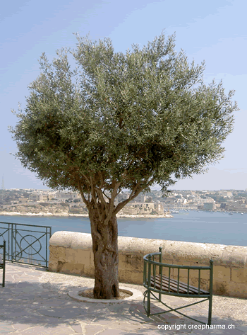 oliveira 