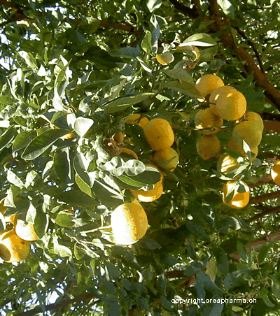Flor de laranjeira