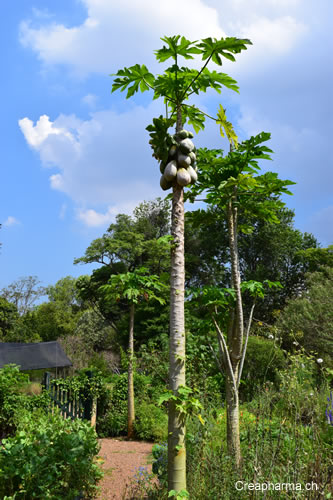 papaye-arbre-bresil