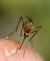  Picada de mosquito definicao
