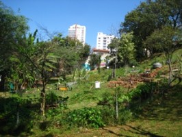 Cultivo de plantas medicinais em hortas comunitárias urbanas