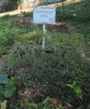 Cultivo de plantas medicinais em hortas comunitárias urbanas