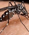 Idosos apresentam 12 vezes mais risco de morrer de dengue