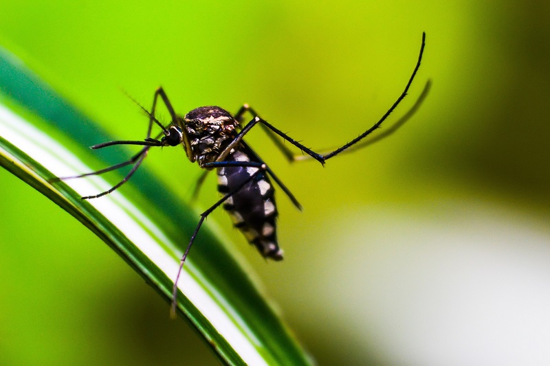O que você ainda não sabe sobre a dengue